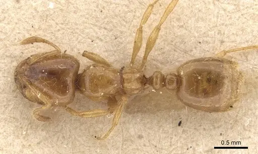 Solenopsis punctaticeps specimen CASENT0908872 image casent0908872_1
