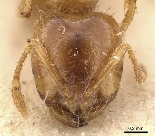 Solenopsis punctaticeps specimen CASENT0908872 image casent0908872_2