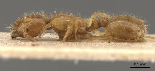 Solenopsis punctaticeps specimen CASENT0908872 image casent0908872_3