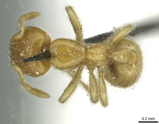 Solenopsis punctaticeps specimen CASENT0913918 image casent0913918_1