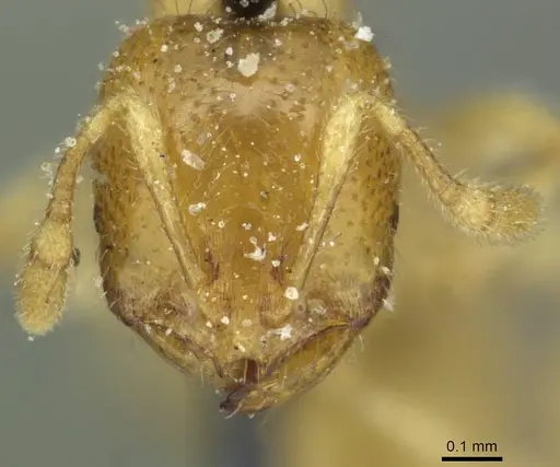 Solenopsis punctaticeps specimen CASENT0913918 image casent0913918_2