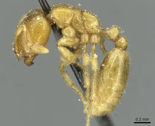 Solenopsis punctaticeps specimen CASENT0913918 image casent0913918_3