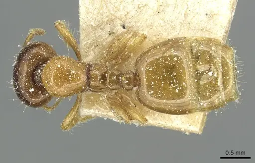 Solenopsis punctaticeps specimen CASENT0913919 image casent0913919_1