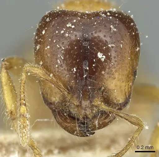 Solenopsis punctaticeps specimen CASENT0913919 image casent0913919_2
