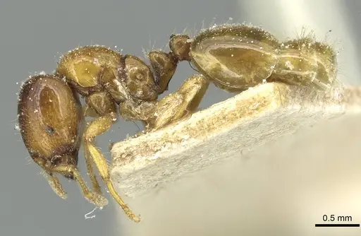 Solenopsis punctaticeps specimen CASENT0913919 image casent0913919_3