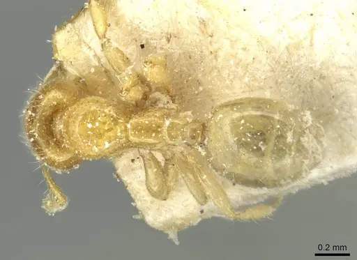 Solenopsis punctaticeps specimen CASENT0913920 image casent0913920_1