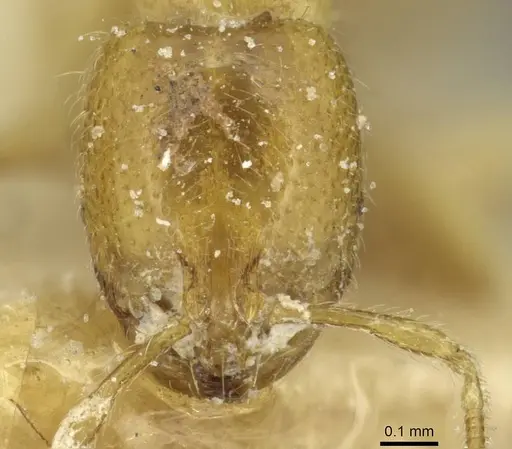 Solenopsis punctaticeps specimen CASENT0913920 image casent0913920_2