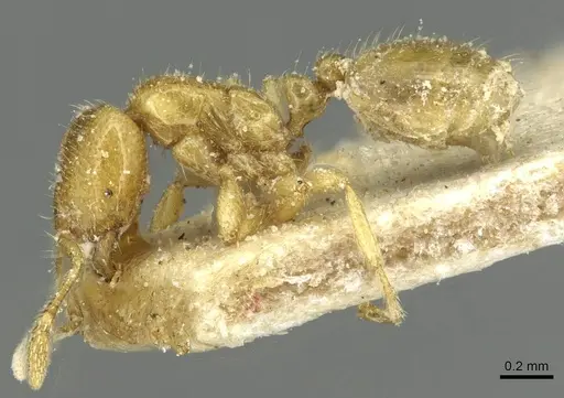 Solenopsis punctaticeps specimen CASENT0913920 image casent0913920_3