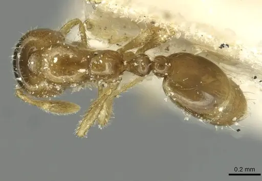 Solenopsis punctaticeps specimen CASENT0913921 image casent0913921_1