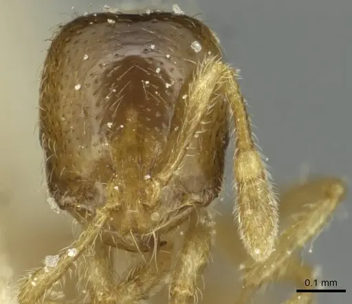 Solenopsis punctaticeps specimen CASENT0913921 image casent0913921_2