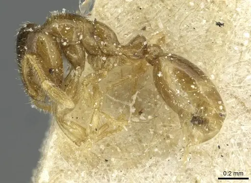 Solenopsis punctaticeps specimen CASENT0913921 image casent0913921_3