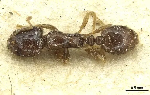Solenopsis punctaticeps specimen CASENT0913922 image casent0913922_1