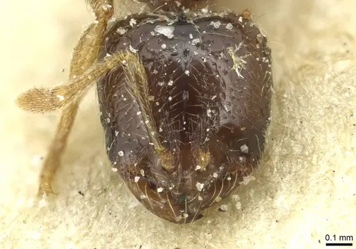 Solenopsis punctaticeps specimen CASENT0913922 image casent0913922_2