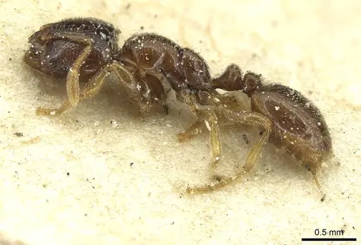 Solenopsis punctaticeps specimen CASENT0913922 image casent0913922_3
