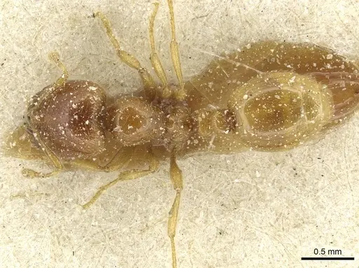 Solenopsis punctaticeps specimen CASENT0913923 image casent0913923_1