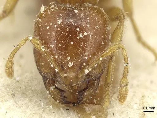 Solenopsis punctaticeps specimen CASENT0913923 image casent0913923_2
