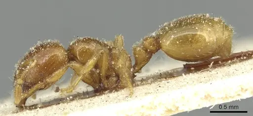 Solenopsis punctaticeps specimen CASENT0913923 image casent0913923_3