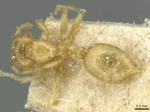 Solenopsis punctaticeps specimen CASENT0913924 image casent0913924_1