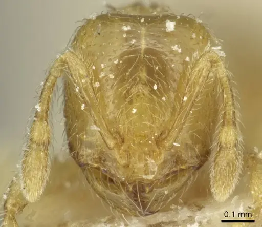 Solenopsis punctaticeps specimen CASENT0913924 image casent0913924_2
