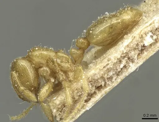 Solenopsis punctaticeps specimen CASENT0913924 image casent0913924_3