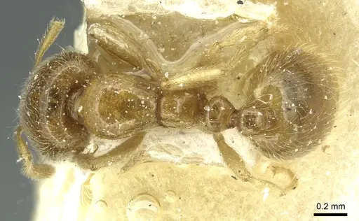 Solenopsis punctaticeps specimen CASENT0913925 image casent0913925_1