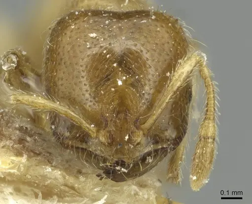 Solenopsis punctaticeps specimen CASENT0913925 image casent0913925_2