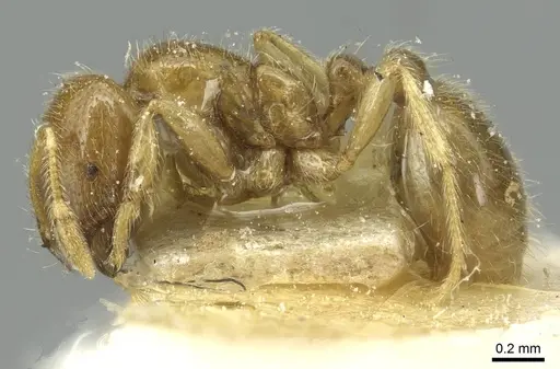 Solenopsis punctaticeps specimen CASENT0913925 image casent0913925_3