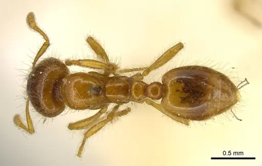 Solenopsis punctaticeps specimen CASENT0916023 image casent0916023_1