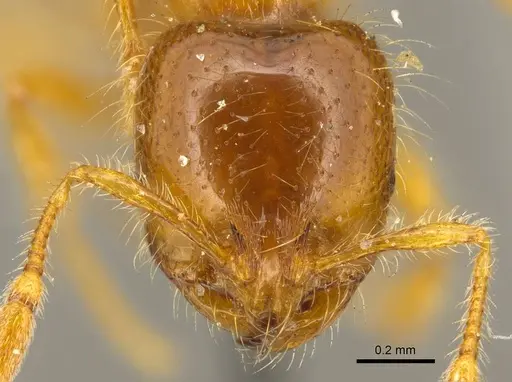Solenopsis punctaticeps specimen CASENT0916023 image casent0916023_2