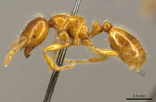 Solenopsis punctaticeps specimen CASENT0916023 image casent0916023_3