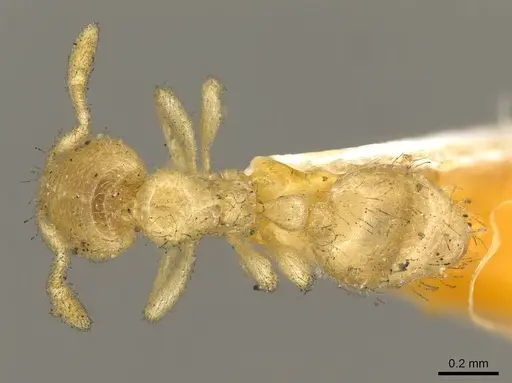 Solenopsis punctaticeps specimen CASENT0916027 image casent0916027_1