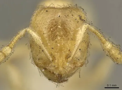 Solenopsis punctaticeps specimen CASENT0916027 image casent0916027_2