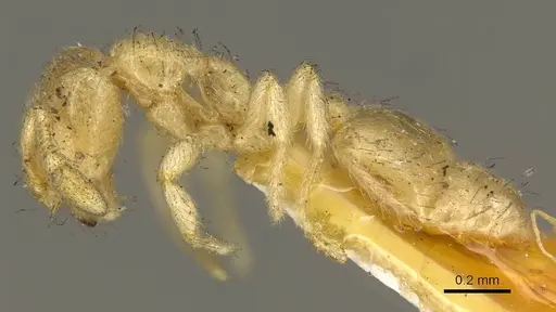 Solenopsis punctaticeps specimen CASENT0916027 image casent0916027_3