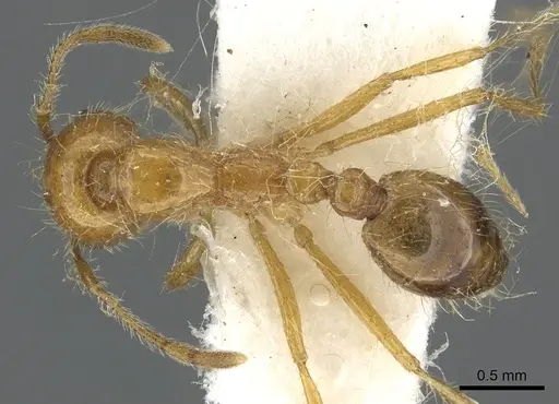 Solenopsis pusillignis specimen CASENT0902354 image casent0902354_1