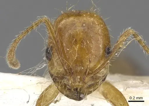 Solenopsis pusillignis specimen CASENT0902354 image casent0902354_2