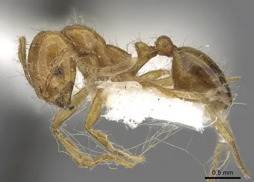 Solenopsis pusillignis specimen CASENT0902354 image casent0902354_3
