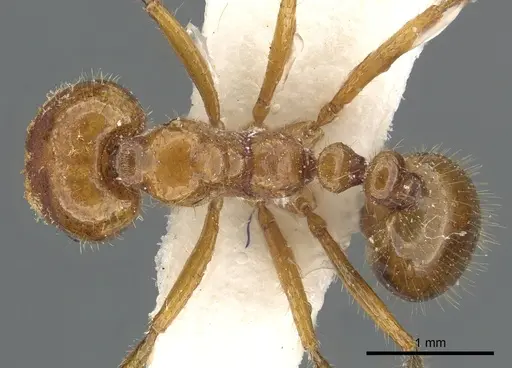 Solenopsis pusillignis specimen CASENT0902355 image casent0902355_1