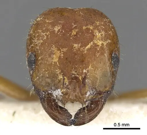 Solenopsis pusillignis specimen CASENT0902355 image casent0902355_2