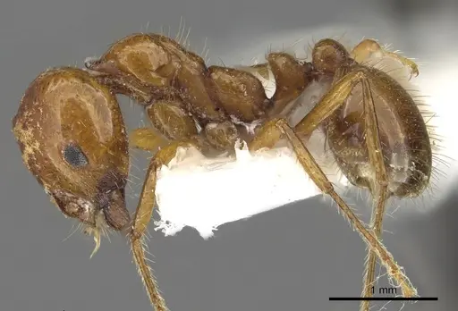 Solenopsis pusillignis specimen CASENT0902355 image casent0902355_3