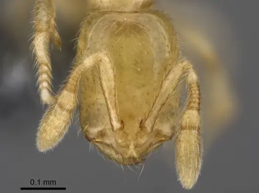 Solenopsis pygmaea specimen CASENT0766360 image casent0766360_1