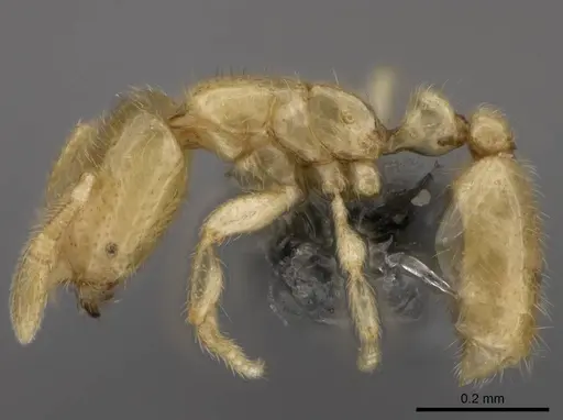 Solenopsis pygmaea specimen CASENT0766360 image casent0766360_2