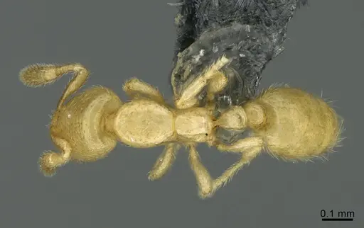 Solenopsis pygmaea specimen CASENT0767576 image casent0767576_1