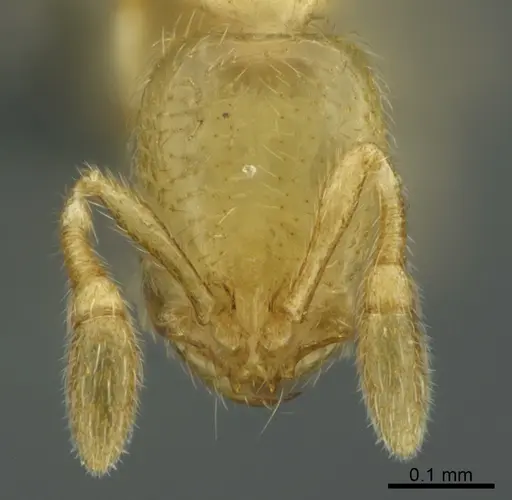 Solenopsis pygmaea specimen CASENT0767576 image casent0767576_2