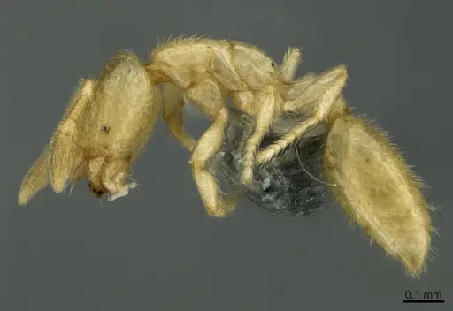 Solenopsis pygmaea specimen CASENT0767576 image casent0767576_3