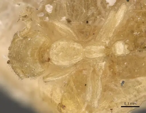Solenopsis pygmaea specimen CASENT0908847 image casent0908847_1