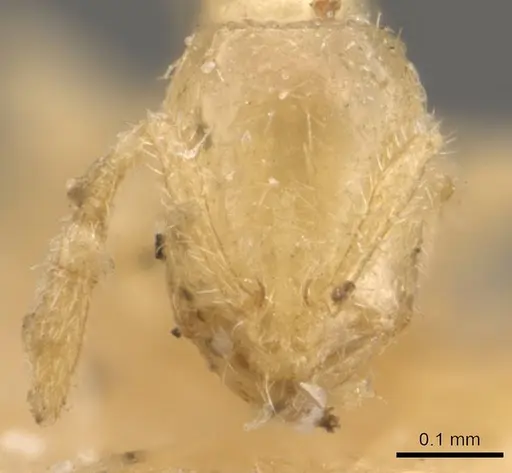 Solenopsis pygmaea specimen CASENT0908847 image casent0908847_2