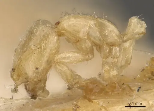 Solenopsis pygmaea specimen CASENT0908847 image casent0908847_3