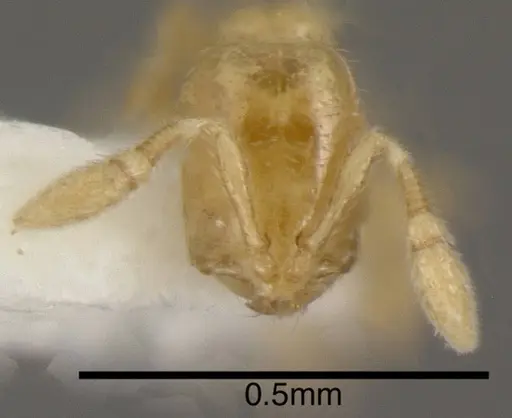 Solenopsis pygmaea specimen INBIOCRI001281610 image inbiocri001281610_1