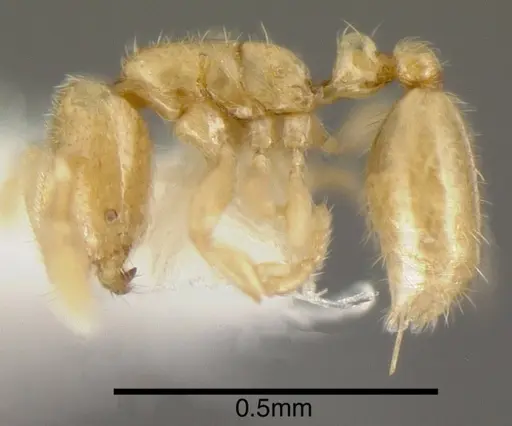 Solenopsis pygmaea specimen INBIOCRI001281610 image inbiocri001281610_2