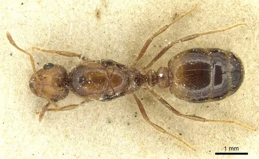 Solenopsis pythia specimen CASENT0913926 image casent0913926_1